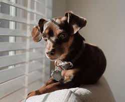 Write An Article With Keyword "Dachshund Chihuahua Mix Puppy" English