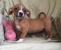 Dachshund Chihuahua Mix Puppy