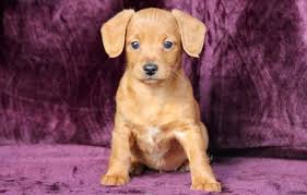 Dachshund Mix Puppies For Sale