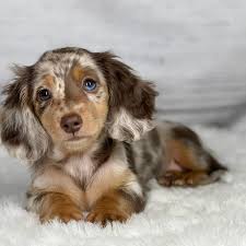 Dachshund Puppies Dapple