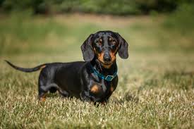 Dachshund Puppies For Adoption Near Me