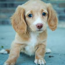Dachshund Puppies For Sale In Arkansas