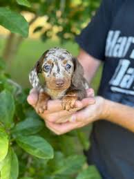 Dachshund Puppies Tn