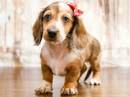 Dachshund Puppies Virginia