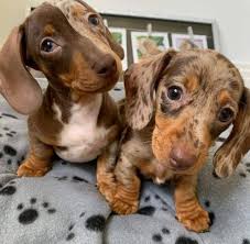 Mini Dachshund Puppies Rescue