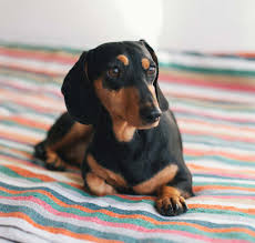 Mini Dachshund Puppies Texas