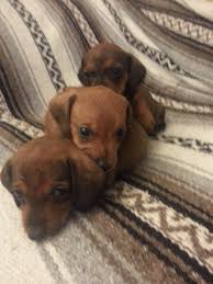 Miniature Dachshund Puppies For Sale In Columbus Ohio