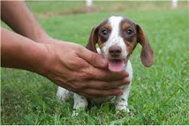 Dachshund Puppies San Antonio Tx